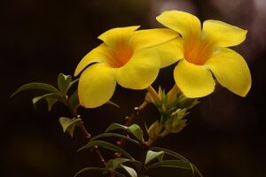 G09d577cd4639eac5f753bdfec74cb798b60f25c96caab32940b7f7660712deaa83bc5ec58d5684a962f27988ad17e761abd8a134f01ae856dfcff4ae65bd44b7 640